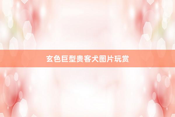 玄色巨型贵客犬图片玩赏
